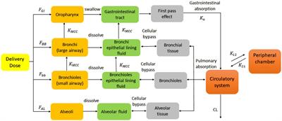 Bioequivalence study of ipratropium bromide inhalation aerosol using PBPK modelling